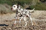 DALMATIEN 105